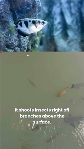 How Does the Archerfish Hit Every Shot?
