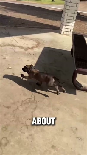This puppy was bred for this!