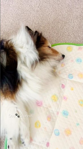 【18歳4ヶ月】夢の中は、思いっきり走っておいでね🥰 #シェルティ