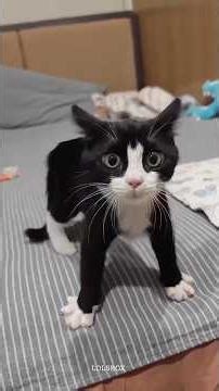 Cats vs Their Own Tails, Black Cat Chaos and the Funniest Cat Reactions Online