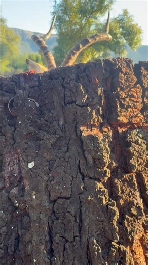 Boo!Playing hide and seek!#bokkie #impala #hideandseek #closeup