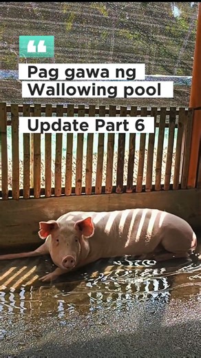96K views · 1.3K reactions | Pag Flooring sa wallowing pool ✅ #Update #farmlife #piggery #pigfarming #menandthopiggeryfarm | Men and Tho Piggery Farm | Facebook