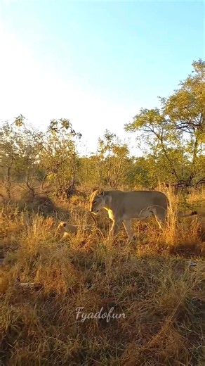 18K views · 478 reactions | Mom On Safari — Cubs Following Like VIP Security! 女 When the Queen walks… even the road waits!  Cubs marching behind like her royal guards!  #LionFamily #FunnyWildlife #JungleComedy #SafariVibes #WildlifeReel #RoyalParade #NatureLovers #ViralReels #wildlife #fblifestyle #shorts | Fyado fun | Facebook