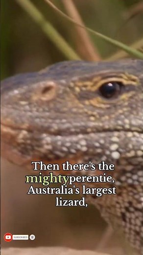 🦎✨ Amazing Lizards in Australia! -Perentie,Thorny Devil,Frilled Lizard. #Lizards #AustraliaWildlife