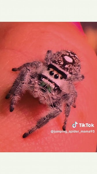 my mitzy girl #loveforspiders #prettyeyes #jumpingspideroftiktok #viralvideo #jumpingspidercommunity #jumpingspidermom #fyp #prettygirl #regaljumpingspider