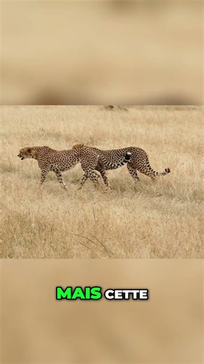 Le Guépard: Le Mammifère Terrestre Le Plus Rapide du Monde! #shorts