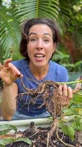 The Grounding Truth About Ashwagandha