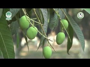 Irregular and alternate bearing in mango (आम में अनियमित फलन को कैसे नियंत्रित करें)