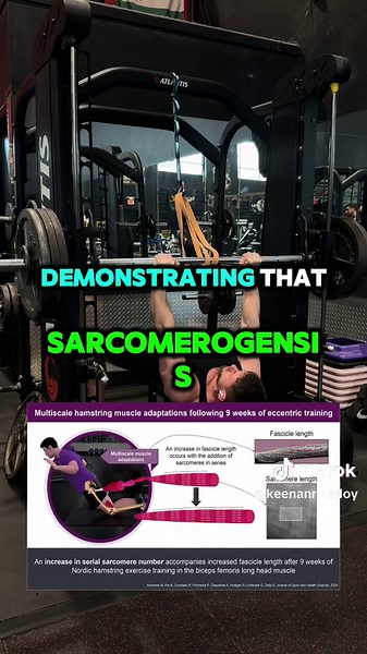 Understanding Muscle Fiber Adaptations for Growth