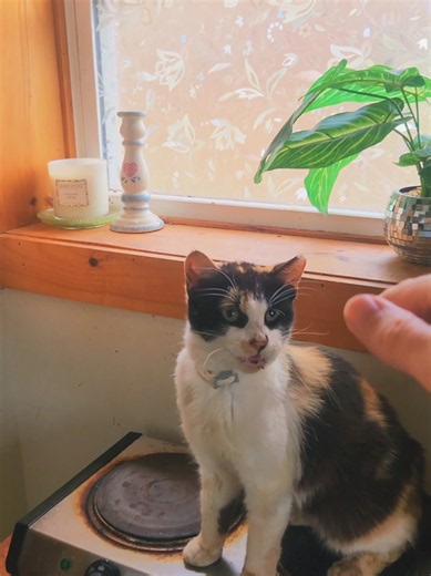 Senior feral cat won't leave after dinner — heartwarming stray rescue moment