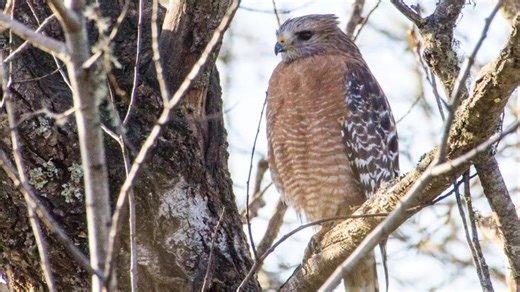 Pearland residents warned about dive-bombing red-shouldered hawk
