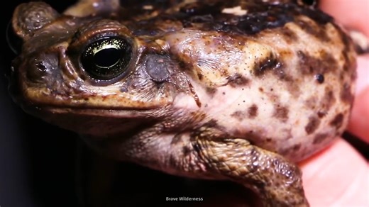 Watch what happens when a tiny frog takes down prey twice its size
