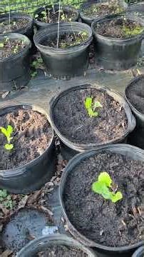 Collard Green Transplants