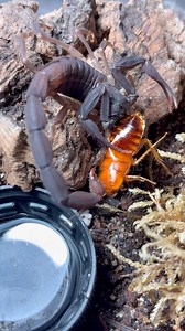 4.1M views · 10K reactions | #Scorpions | Shawn’s Exotics | Facebook