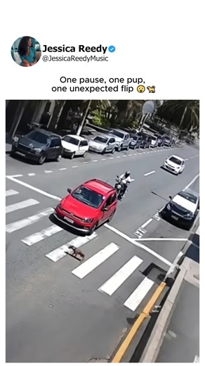 Car stops for puppy, biker collides in surprise. #fblifestyle | Jessica Reedy