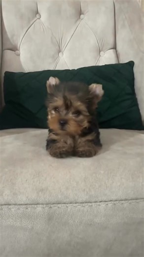 https://Beverlyteacupyorkies.com | Teacup Yorkies For Sale In Oklahoma | Facebook