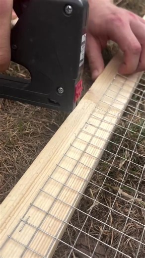 Build Your Own Chicken Coop: A DIY Guide