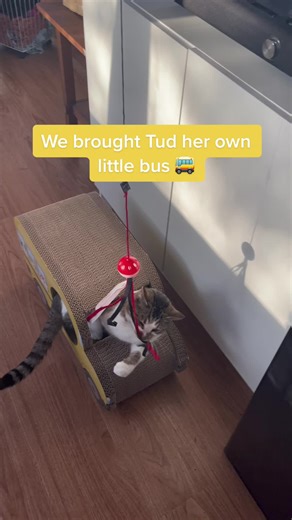 Bus cat now has her own bus #busconversion #buscat #schoolbusconversion
