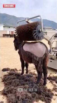 The strange donkey shearing machine