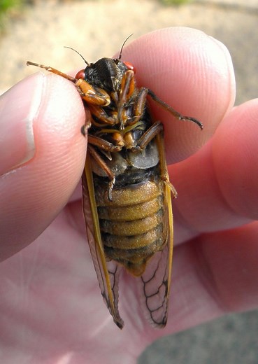 Magicicada septendecim (Linnaeus, 1758) aka Linnaeus’s 17-Year Cicada