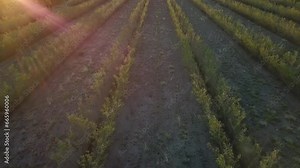 Mustering cattle with a drone on a ranch