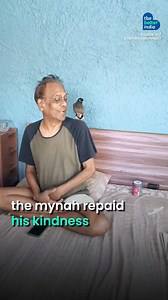 20K views · 696 reactions | This man and a wild mynah are best friends! And their unique bond is winning the internet. #Friendship #Myna #HeartwarmingStory #AnimalCare [best friends, Virendra Saxena, COVID lockdown, bird, friendship, animal care, wildlife rehabilitation] | TheBetterIndia | Facebook