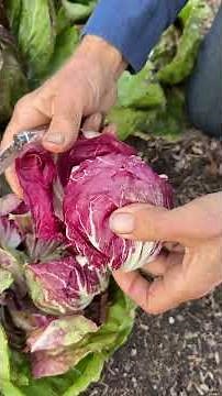 Radicchio's Two Types for Easy Hearts Without Forcing | No Dig Growing Tips