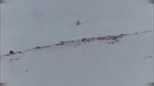Polar bear cubs seen taking first steps as scientists study effects of climate change