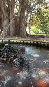 Buongiorno dal giardino Garibaldi, Palermo, con il maestoso Ficus macrophylla, considerato l’albero più grande d’Europa e uno dei più vecchi d'Italia 🌳⛲️❤️ | Panorama Italy