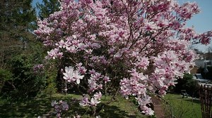 crane shot of blooming magnolia tree in spring time in a garden - crane shot camera moving upwards showing purple blooming magnolia blossoms - Magnolia liliiflora