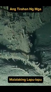 Ang tirahan ng malalaking Lapu-Lapu. | Its Fishing Reels