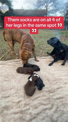 #fyp #fypシ #fypシ゚viral #pitbull #lab