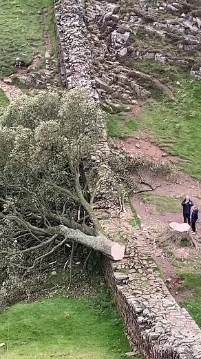 New footage has emerged of the iconic Sycamore Gap tree after it was 'deliberately felled' during the night. Police are hunting for the perpetrator. #forestry #tree #sycamoregap #sycamore #hadrianswall #nature #timber #wood #woodland #crime #Northumberland | Forestry Journal