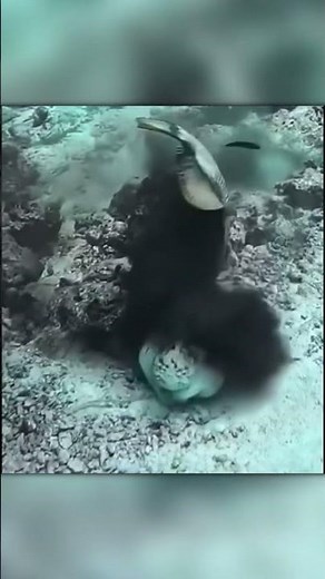 Octopus Escapes Fish Attack Using Ink!