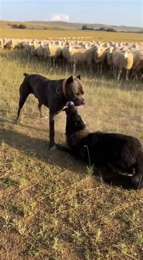 Cane Corso vs black wolf—flock saved 🐺🐕 #farm #dog #wolf #viral