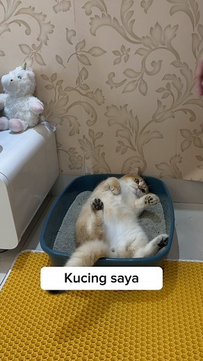 200K views · 3.1K reactions | Mandian kucing express  | Pawmised Land | Facebook