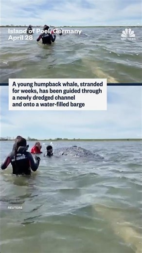 Stranded humpback whale has been guided through newly dredged channel and onto a water-filled barge