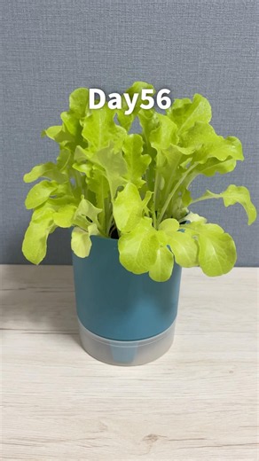 【ダイソー】オークリーフレタス栽培キット育ててみた【300円】 #家庭菜園 #ベランダ菜園 #園芸 #daiso #plants