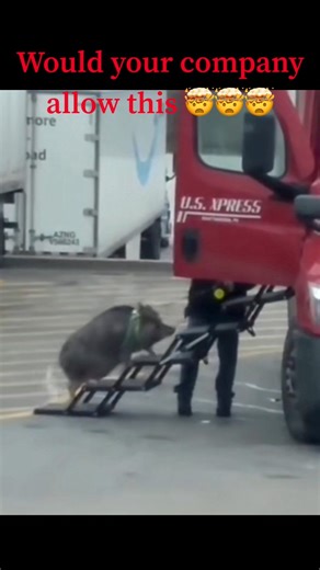 7.3K views · 46 reactions | Hog of the highway? Trucking Pig? Pork rolling? #reels #Pig #pets #trucking #pleaseno #comment #trucker #follow #viral #SHARE | Driving With John | Facebook