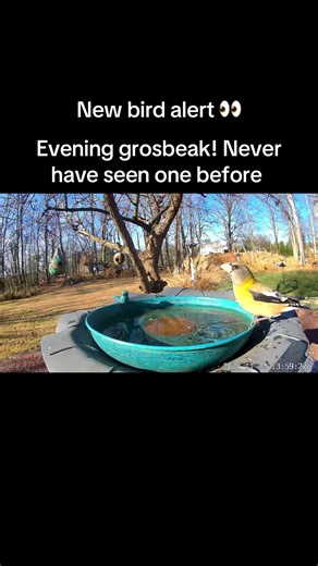 #jennsbackyardbirds #birds #backyardbirds #birdfeeding #birdtok