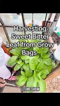 Harvesting Sweet Bitter Leaf from Grow Bags 🌿 | Greenhouse Gardening Tips #BitterLeaf #short