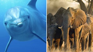 Disney+ trailer: Meghan Markle's 'Elephant' and 'Dolphin Reef'