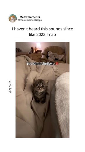 meowmoments on Instagram: "Cats being funny is a daily reminder that reality bends around whiskers. One moment they’re curled up like sweet little angels, and the next they’re launching off the couch as if the floor personally offended them. Cats have a talent for turning absolutely nothing into a full event. A cardboard box becomes a private mansion, a sunbeam turns into the best nap spot on earth, and a tiny piece of dust suddenly deserves intense investigation. They stare at walls like they’r