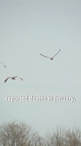 Migrating sandhill cranes are dying in Indiana, nearly 600 in Jackson County alone. The reason? Bird flu. Here's the latest from Norman Seawright III - Journalist. https://www.wlky.com/article/bird-flu-indiana-sandhill-cranes-jackson-county/63943256 | WLKY News
