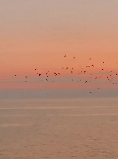 Sunset Serenity Over Calm Waters with Birds