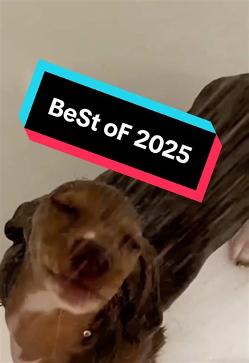 My ToP 5 fRoM 2025! Thanks FoR aLL tHe LoVe tHiS yEaR!!! 🥰😘 #talkinganimals #parodysong #animalvoiceover #bestof2025 #happynewyear