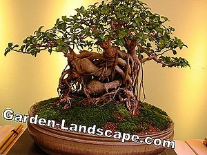 Plants: Growing an oak - from the seed, to the pot, to the tree | 2025