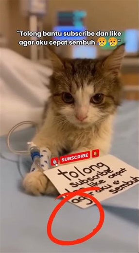 Realistic Sick Cat Crying Softly in the Hospital – Truly Heartbreaking