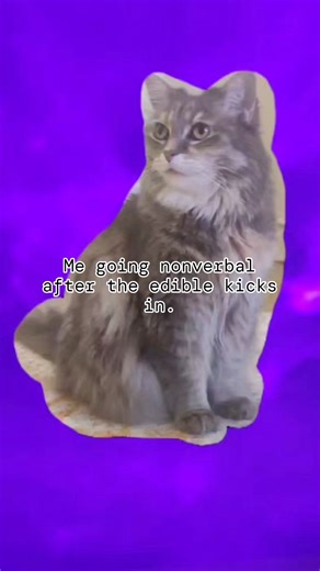 Caption challenge! Comment your best caption! #captionthis #catstagram #cats_of_instagram #catsofinstagram #catsdoingthings #catmemes #catreels #catcore #catig #captionchallenge #meme #template #catoftheday #funnycat | SheikoCat