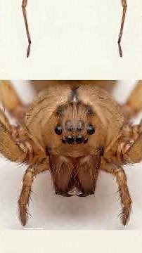 Poisonous spider in Mexico City? The Taylor Momsen case raises alarms
